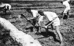 Cultivating the land in the People's Republic of China 